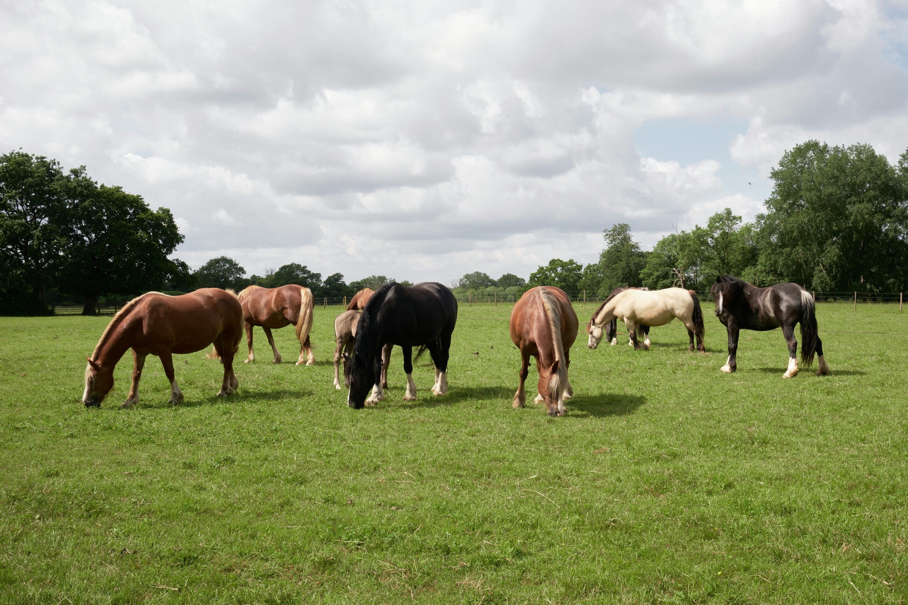 Horses in a green pasture illustrating the Briar Creek demo